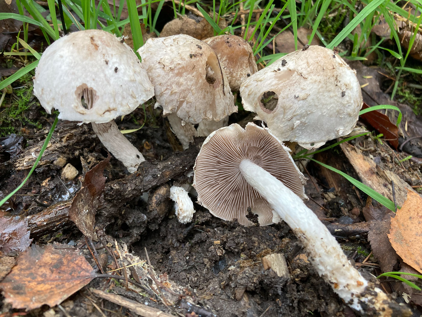 Psathyrella cotonea  by Russell Ness